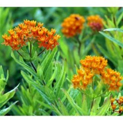 Orange-Silkeplante Asclepias Tuberosa 1 Liter Potte -Osmo Salgsbutik mi253 asclepias tuberosa 5a76