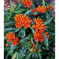 Orange-Silkeplante Asclepias Tuberosa 1 Liter Potte -Osmo Salgsbutik mi253 asclepias tuberosa 92be