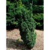 Almindelig Søjletaks 'Melfardii' Taxus Baccata 'Melfardii' Med Klump,- 60-80 Cm. -Osmo Salgsbutik mi2549 taxus baccata melfard 6e93