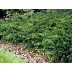 Krybende Almindelig Taks 'Repandens' Taxus Baccata 'Repandens' Potte 3,0 Liter,- 25-30 Cm. -Osmo Salgsbutik mi2551 taxus baccata repandens 406a