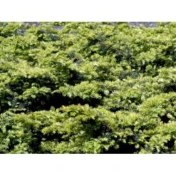 Almindelig Krybende Taks 'Summergold' Taxus Baccata 'Summergold' Potte 2,0 Liter,- 25-30 Cm. -Osmo Salgsbutik mi2552 taxus baccata summergold 8402