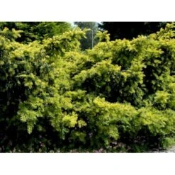 Almindelig Krybende Taks 'Summergold' Taxus Baccata 'Summergold' Potte 2,0 Liter,- 25-30 Cm. -Osmo Salgsbutik mi2552 taxus baccata summergold b2bc