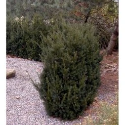 Taks 'Hillii' Taxus Media 'Hillii' Med Klump,- 40-50 Cm. -Osmo Salgsbutik mi2554 taxus media hillii f6e0