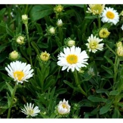 Alpeasters 'Albus' Aster Alpinus 'Albus' 1 Liter Potte 7 Alpeasters 'Albus' Aster Alpinus 'Albus' 1 Liter Potte -Osmo Salgsbutik mi257 aster alpinus albus a675