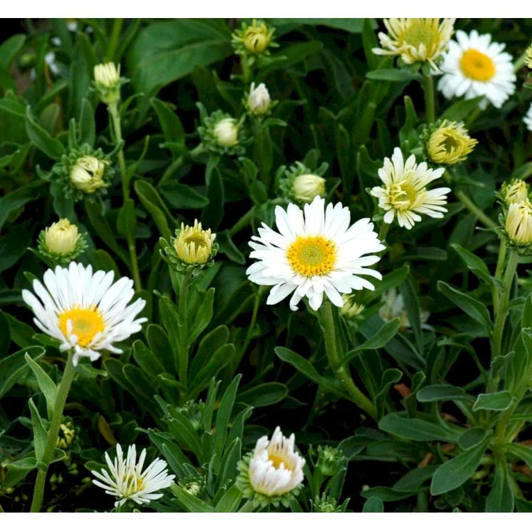 Alpeasters 'Albus' Aster Alpinus 'Albus' 1 Liter Potte 5 Alpeasters 'Albus' Aster Alpinus 'Albus' 1 Liter Potte - Billede 3