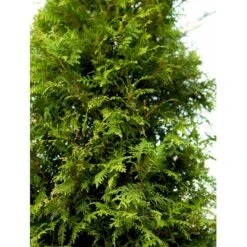 Almindelig Thuja 'Brabant' Thuja Occidentalis 'Brabant' Potte 4,0 Liter,- 80-100 Cm. -Osmo Salgsbutik mi2582 thuja occidentalis brabrant a291