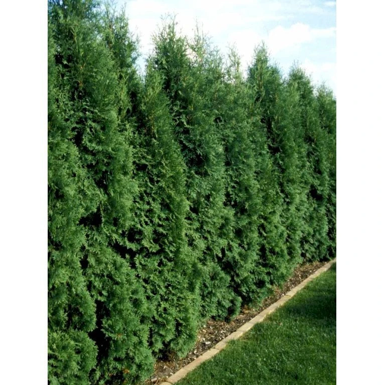 Almindelig Søjlethuja 'Fastigiata' Thuja Occidentalis 'Fastigiata' Med Klump,- 100-120 Cm. 4 Almindelig Søjlethuja 'Fastigiata' Thuja Occidentalis 'Fastigiata' Med Klump,- 100-120 Cm. - Billede 2