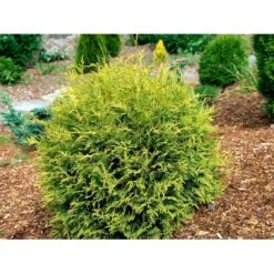 Thuja 'Golden Globe' Thuja Occidentalis 'Golden Globe'(dværgform) Potte 3,0 Liter,- 25-30 Cm. -Osmo Salgsbutik mi2585 thuja occidentalis golden globe 26f1