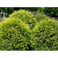 Thuja 'Golden Globe' Thuja Occidentalis 'Golden Globe'(dværgform) Potte 3,0 Liter,- 25-30 Cm. -Osmo Salgsbutik mi2585 thuja occidentalis golden globe b071