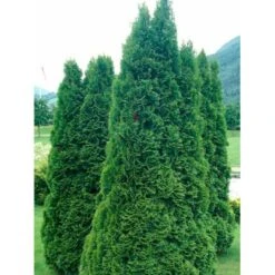 Almindelig Thuja 'Holmstrup' Thuja Occidentalis 'Holmstrup' Potte 3,0 Liter,- 40-60 Cm. -Osmo Salgsbutik mi2586 thuja occidentalis holmstrup 4bbb