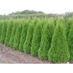 Almindelig Thuja 'Smaragd' Thuja Occidentalis 'Smaragd' Potte 10 Liter,- 125-150 Cm. -Osmo Salgsbutik mi2587 thuja occidentalis smaragd efeb