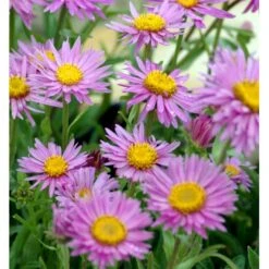 Alpeasters 'Happy End' Aster Alpinus 'Happy End' 9 Cm. Potte -Osmo Salgsbutik mi259 aster alpinus happy end 3b8f