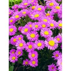 Alpeasters 'Happy End' Aster Alpinus 'Happy End' 9 Cm. Potte -Osmo Salgsbutik mi259 aster alpinus happy end 6613