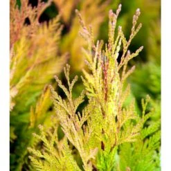 Kæmpethuja '4ever Goldy' Thuja Plicata '4ever Goldy' Potte 2,0 Liter,- 20-25 Cm. -Osmo Salgsbutik mi2601 thuja plicata 4ever goldy 7384