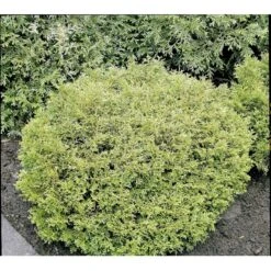 Dværg Hønsebenstræ 'Nana' Thujopsis Dolobrata 'Nana' Potte 3,0 Liter,- 20-25 Cm. -Osmo Salgsbutik mi2612 thujopsis dolabrata nana df49