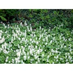 Almindelig Skumblomst Tiarella Cordifolia 1 Liter Potte -Osmo Salgsbutik mi2625 tiarella cordifolia 01e6