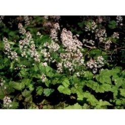 Almindelig Skumblomst Tiarella Cordifolia 1 Liter Potte -Osmo Salgsbutik mi2625 tiarella cordifolia 0a14