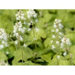 Almindelig Skumblomst Tiarella Cordifolia 1 Liter Potte -Osmo Salgsbutik mi2625 tiarella cordifolia 52b0