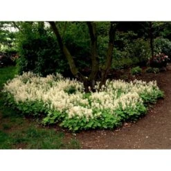 Almindelig Skumblomst Tiarella Cordifolia 1 Liter Potte -Osmo Salgsbutik mi2625 tiarella cordifolia 7419