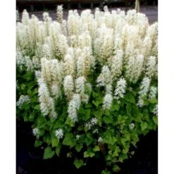 Almindelig Skumblomst Tiarella Cordifolia 1 Liter Potte -Osmo Salgsbutik mi2625 tiarella cordifolia c14f