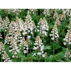 Almindelig Skumblomst Tiarella Cordifolia 1 Liter Potte -Osmo Salgsbutik mi2625 tiarella cordifolia e73b