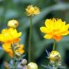 Kinesisk Engblomme 'Golden Queen' Trollius Chinensis 'Golden Queen' 1 Liter Potte -Osmo Salgsbutik mi2679 trollius chinensis golden queen 25fa
