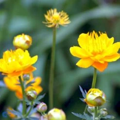 Kinesisk Engblomme 'Golden Queen' Trollius Chinensis 'Golden Queen' 1 Liter Potte