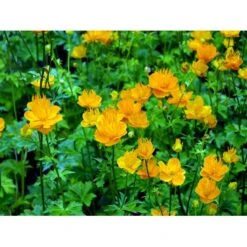 Kinesisk Engblomme 'Golden Queen' Trollius Chinensis 'Golden Queen' 1 Liter Potte -Osmo Salgsbutik mi2679 trollius chinensis golden queen 6aa8