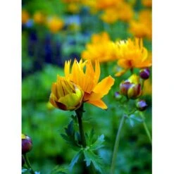 Kinesisk Engblomme 'Golden Queen' Trollius Chinensis 'Golden Queen' 1 Liter Potte -Osmo Salgsbutik mi2679 trollius chinensis golden queen 7e58