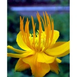 Kinesisk Engblomme 'Golden Queen' Trollius Chinensis 'Golden Queen' 1 Liter Potte -Osmo Salgsbutik mi2679 trollius chinensis golden queen bfe5