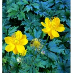 Kinesisk Engblomme 'Golden Queen' Trollius Chinensis 'Golden Queen' 1 Liter Potte -Osmo Salgsbutik mi2679 trollius chinensis golden queen d4e0