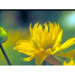 Kinesisk Engblomme 'Golden Queen' Trollius Chinensis 'Golden Queen' 1 Liter Potte -Osmo Salgsbutik mi2679 trollius chinensis golden queen e74a