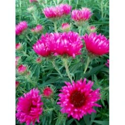 Høstasters 'Alma Pötschke' Aster Novae-angliae 'Alma Pötschke' 1 Liter Potte -Osmo Salgsbutik mi267 aster novae angliae alma poetschke 4db2