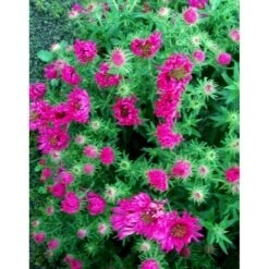 Høstasters 'Alma Pötschke' Aster Novae-angliae 'Alma Pötschke' 1 Liter Potte -Osmo Salgsbutik mi267 aster novae angliae alma poetschke 55b8