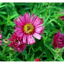 Høstasters 'Alma Pötschke' Aster Novae-angliae 'Alma Pötschke' 1 Liter Potte -Osmo Salgsbutik mi267 aster novae angliae alma poetschke ac30