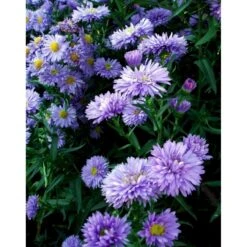 Høstaster 'Marie Ballard' Aster Novi-belgii 'Marie Ballard' 1 Liter Potte 13 Høstaster 'Marie Ballard' Aster Novi-belgii 'Marie Ballard' 1 Liter Potte -Osmo Salgsbutik mi268 aster novi belgii marie ballard 2280