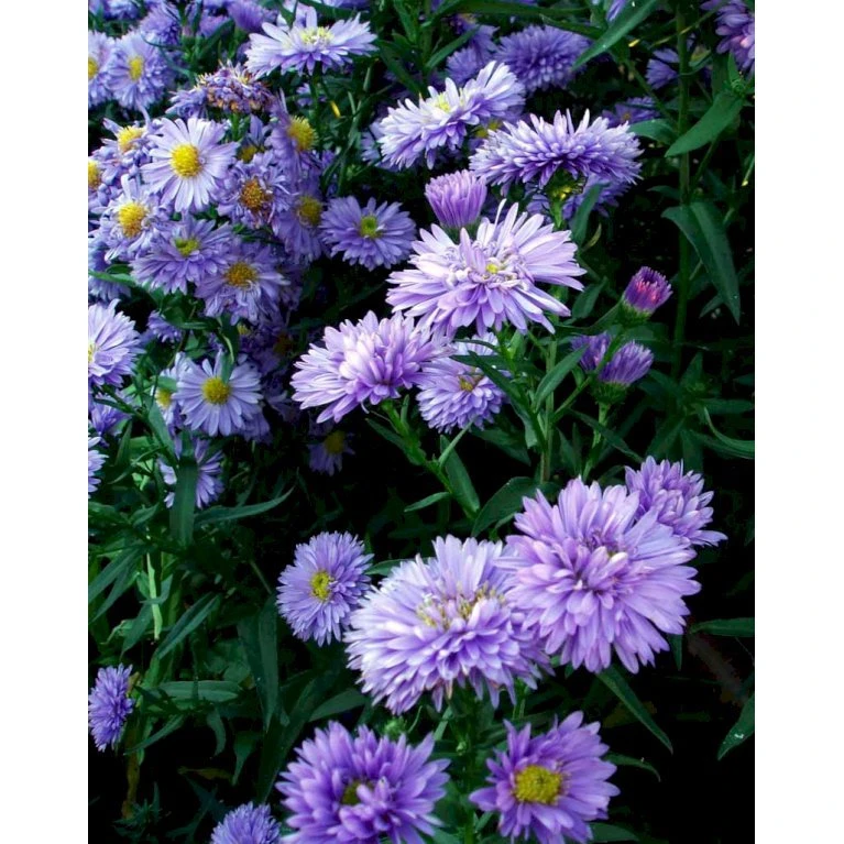 Høstaster 'Marie Ballard' Aster Novi-belgii 'Marie Ballard' 1 Liter Potte 8 Høstaster 'Marie Ballard' Aster Novi-belgii 'Marie Ballard' 1 Liter Potte - Billede 6