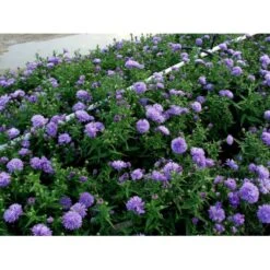 Høstaster 'Marie Ballard' Aster Novi-belgii 'Marie Ballard' 1 Liter Potte 11 Høstaster 'Marie Ballard' Aster Novi-belgii 'Marie Ballard' 1 Liter Potte -Osmo Salgsbutik mi268 aster novi belgii marie ballard 5661