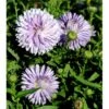 Høstaster 'Marie Ballard' Aster Novi-belgii 'Marie Ballard' 1 Liter Potte -Osmo Salgsbutik mi268 aster novi belgii marie ballard 8101