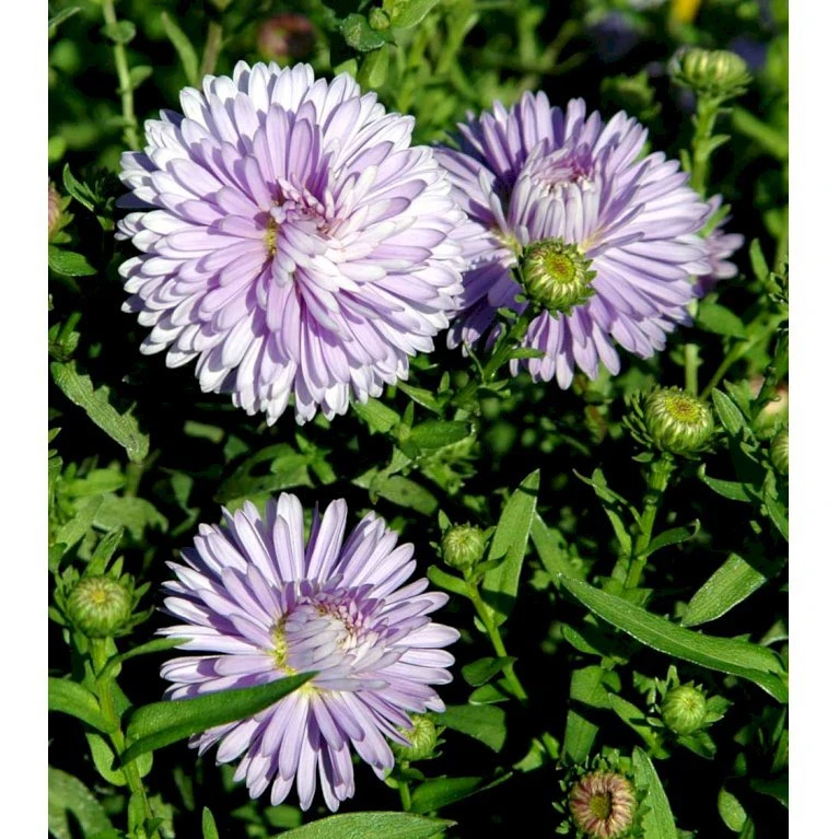 Høstaster 'Marie Ballard' Aster Novi-belgii 'Marie Ballard' 1 Liter Potte 3 Høstaster 'Marie Ballard' Aster Novi-belgii 'Marie Ballard' 1 Liter Potte