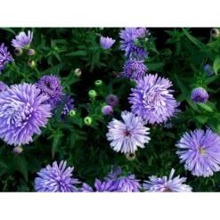 Høstaster 'Marie Ballard' Aster Novi-belgii 'Marie Ballard' 1 Liter Potte 12 Høstaster 'Marie Ballard' Aster Novi-belgii 'Marie Ballard' 1 Liter Potte -Osmo Salgsbutik mi268 aster novi belgii marie ballard d7c5