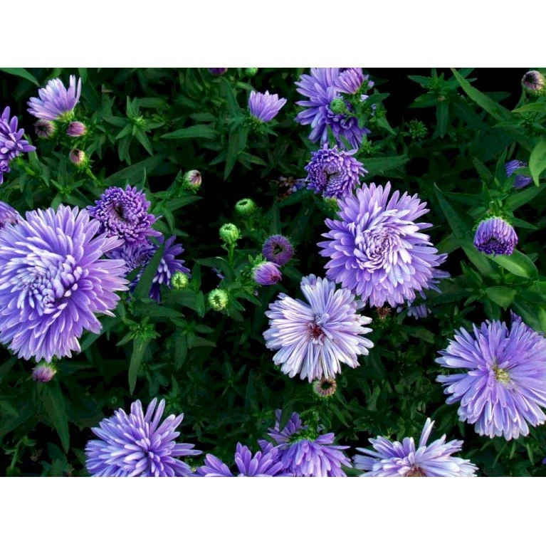 Høstaster 'Marie Ballard' Aster Novi-belgii 'Marie Ballard' 1 Liter Potte 7 Høstaster 'Marie Ballard' Aster Novi-belgii 'Marie Ballard' 1 Liter Potte - Billede 5