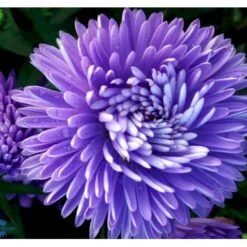 Høstaster 'Marie Ballard' Aster Novi-belgii 'Marie Ballard' 1 Liter Potte 10 Høstaster 'Marie Ballard' Aster Novi-belgii 'Marie Ballard' 1 Liter Potte -Osmo Salgsbutik mi268 aster novi belgii marie ballard ddcb