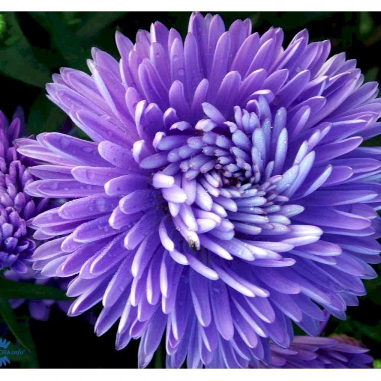 Høstaster 'Marie Ballard' Aster Novi-belgii 'Marie Ballard' 1 Liter Potte 5 Høstaster 'Marie Ballard' Aster Novi-belgii 'Marie Ballard' 1 Liter Potte - Billede 3