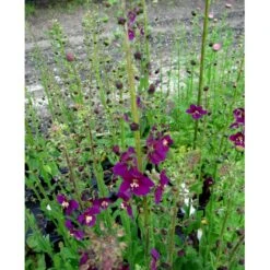 Purpurkongelys Verbascum Phoeniceum 'Violetta' 1 Liter Potte -Osmo Salgsbutik mi2695 verbascum phoeniceum violetta 5b2b