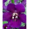 Purpurkongelys Verbascum Phoeniceum 'Violetta' 1 Liter Potte -Osmo Salgsbutik mi2695 verbascum phoeniceum violetta 7b6d