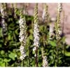 Mørk Kongelys Verbascum Nigrum 'Album' 1 Liter Potte -Osmo Salgsbutik mi2698 verbascum nigrum album 962e
