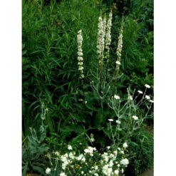 Mørk Kongelys Verbascum Nigrum 'Album' 1 Liter Potte -Osmo Salgsbutik mi2698 verbascum nigrum album dcde