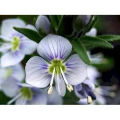 Porcelæns-Ærenspris 'Robusta' Veronica Gentianoides 'Robusta' 1 Liter Potte