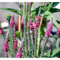 Aks Ærenpris 'Rotfuchs' Veronica Spicata 'Rotfuchs' 1 Liter Potte 8 Aks Ærenpris 'Rotfuchs' Veronica Spicata 'Rotfuchs' 1 Liter Potte -Osmo Salgsbutik mi2711 veronica spicata rotfuchs a2ba